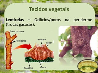 Tecidos vegetais
Lenticelas – Orifícios/poros na periderme
(trocas gasosas).
 