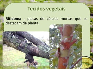 Tecidos vegetais
Ritidoma - placas de células mortas que se
destacam da planta.
 