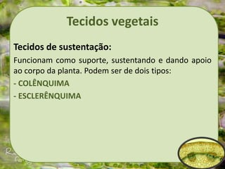 Tecidos vegetais
Tecidos de sustentação:
Funcionam como suporte, sustentando e dando apoio
ao corpo da planta. Podem ser de dois tipos:
- COLÊNQUIMA
- ESCLERÊNQUIMA
 