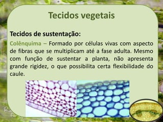 Tecidos vegetais
Tecidos de sustentação:
Colênquima – Formado por células vivas com aspecto
de fibras que se multiplicam até a fase adulta. Mesmo
com função de sustentar a planta, não apresenta
grande rigidez, o que possibilita certa flexibilidade do
caule.
 