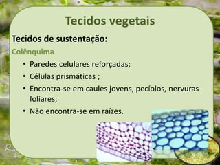 Tecidos vegetais
Tecidos de sustentação:
Colênquima
• Paredes celulares reforçadas;
• Células prismáticas ;
• Encontra-se em caules jovens, pecíolos, nervuras
foliares;
• Não encontra-se em raízes.
 