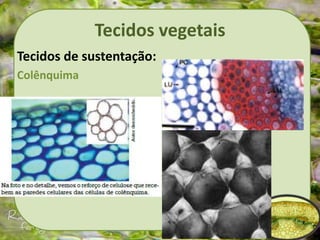 Tecidos vegetais
Tecidos de sustentação:
Colênquima
 