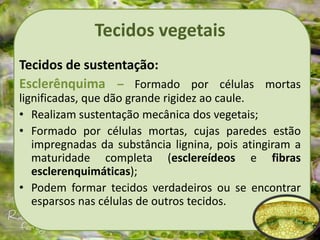Tecidos vegetais
Tecidos de sustentação:
Esclerênquima – Formado por células mortas
lignificadas, que dão grande rigidez ao caule.
• Realizam sustentação mecânica dos vegetais;
• Formado por células mortas, cujas paredes estão
impregnadas da substância lignina, pois atingiram a
maturidade completa (esclereídeos e fibras
esclerenquimáticas);
• Podem formar tecidos verdadeiros ou se encontrar
esparsos nas células de outros tecidos.
 