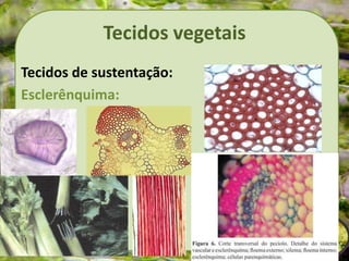 Tecidos vegetais
Tecidos de sustentação:
Esclerênquima:
 
