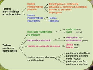 Tecidos
meristemáticos
ou embrionários
Tecidos
adultos ou
permanentes
tecidos
meristemáticos
primários
tecidos
meristemáticos
secundários
tecidos de revestimento
ou proteção
tecidos de sustentação
tecidos de condução de seivas
tecidos de preenchimento
ou parênquimas
dermatogênio ou protoderme
periblema ou meristema fundamental
pleroma ou procâmbio
caliptrogênio
Câmbio
Felogênio
epiderme (vivo)
súber (morto)
colênquima (vivo)
esclerênquima (morto)
xilema (morto)
floema (vivo)
parênquima clorofiliano
parênquima amilífero
ou de reserva
parênquima aerífero
parênquima aquífero
 