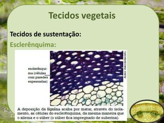 Tecidos vegetais
Tecidos de sustentação:
Esclerênquima:
 