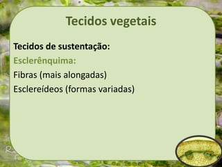 Tecidos vegetais
Tecidos de sustentação:
Esclerênquima:
Fibras (mais alongadas)
Esclereídeos (formas variadas)
 