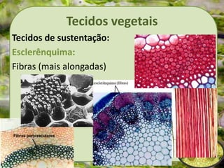 Tecidos vegetais
Tecidos de sustentação:
Esclerênquima:
Fibras (mais alongadas)
 