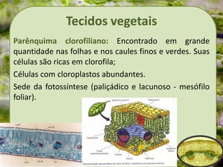 Tecidos vegetais
Parênquima clorofiliano: Encontrado em grande
quantidade nas folhas e nos caules finos e verdes. Suas
células são ricas em clorofila;
Células com cloroplastos abundantes.
Sede da fotossíntese (paliçádico e lacunoso - mesófilo
foliar).
 