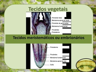 Tecidos vegetais
Tecidos meristemáticos ou embrionários
 