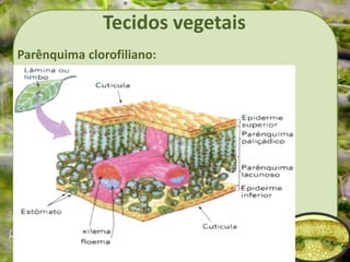 Tecidos vegetais
Parênquima clorofiliano:
 