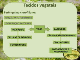 Tecidos vegetais
Parênquima clorofiliano:
FUNÇÃO  FOTOSSÍNTESE
LOCALIZAÇÃO  FOLHAS
TIPOS
FOTOSSÍNTESE E
AREJAMENTO
PALIÇÁDICO LACUNOSO
CÉLULAS CILÍNDRICAS
FOTOSSÍNTESE
CÉLULAS ARREDONDADAS
COM LACUNAS
 