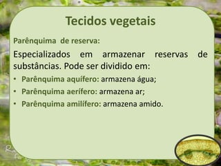 Tecidos vegetais
Parênquima de reserva:
Especializados em armazenar reservas de
substâncias. Pode ser dividido em:
• Parênquima aquífero: armazena água;
• Parênquima aerífero: armazena ar;
• Parênquima amilífero: armazena amido.
 