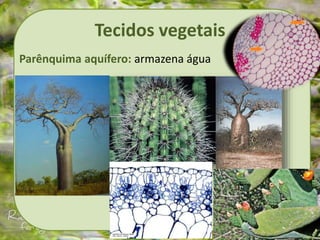 Tecidos vegetais
Parênquima aquífero: armazena água
 