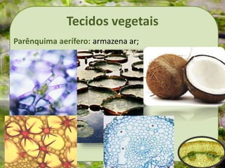 Tecidos vegetais
Parênquima aerífero: armazena ar;
 