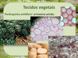 Tecidos vegetais
Parênquima amilífero: armazena amido.
 