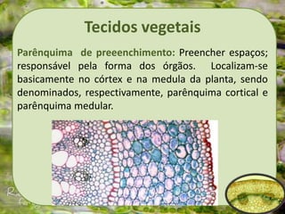 Tecidos vegetais
Parênquima de preeenchimento: Preencher espaços;
responsável pela forma dos órgãos. Localizam-se
basicamente no córtex e na medula da planta, sendo
denominados, respectivamente, parênquima cortical e
parênquima medular.
 