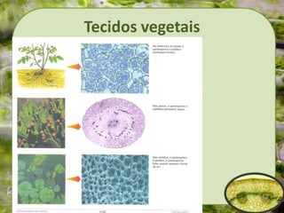 Tecidos vegetais
 