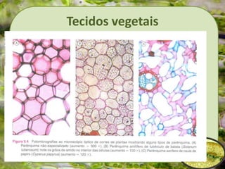 Tecidos vegetais
 