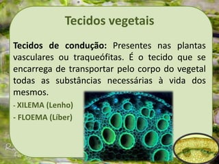 Tecidos vegetais
Tecidos de condução: Presentes nas plantas
vasculares ou traqueófitas. É o tecido que se
encarrega de transportar pelo corpo do vegetal
todas as substâncias necessárias à vida dos
mesmos.
- XILEMA (Lenho)
- FLOEMA (Líber)
 