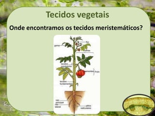 Tecidos vegetais
Onde encontramos os tecidos meristemáticos?
 