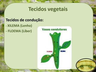 Tecidos vegetais
Tecidos de condução:
- XILEMA (Lenho)
- FLOEMA (Líber)
 