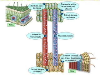 Tecidos vegetais
Tecidos de condução:
- XILEMA (Lenho)
- FLOEMA (Líber)
 