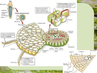 Tecidos vegetais
XILEMA:
 