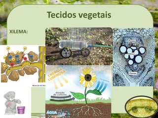 Tecidos vegetais
XILEMA:
 