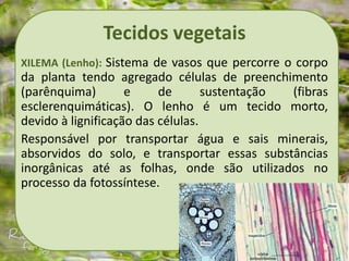 Tecidos vegetais
XILEMA (Lenho): Sistema de vasos que percorre o corpo
da planta tendo agregado células de preenchimento
(parênquima) e de sustentação (fibras
esclerenquimáticas). O lenho é um tecido morto,
devido à lignificação das células.
Responsável por transportar água e sais minerais,
absorvidos do solo, e transportar essas substâncias
inorgânicas até as folhas, onde são utilizados no
processo da fotossíntese.
 