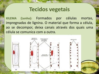 Tecidos vegetais
XILEMA (Lenho): Formados por células mortas,
impregnadas de lignina. O material que forma a célula,
ao se decompor, deixa canais através dos quais uma
célula se comunica com a outra.
 
