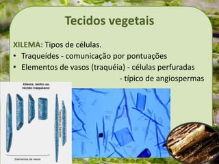 Tecidos vegetais
XILEMA: Tipos de células.
• Traqueídes - comunicação por pontuações
• Elementos de vasos (traquéia) - células perfuradas
- típico de angiospermas
 