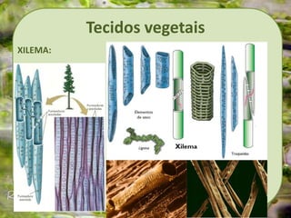 Tecidos vegetais
XILEMA:
 