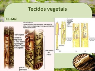 Tecidos vegetais
XILEMA:
 