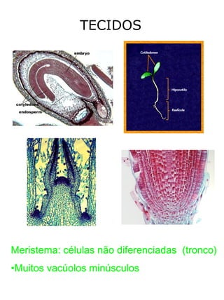 TECIDOS




Meristema: células não diferenciadas (tronco)
•Muitos vacúolos minúsculos
 