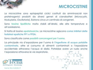 www.tecnalab.it
MICROCISTINE
Le microcistine sono eptapeptidi ciclici costituiti da amminoacidi non
proteinogenici prodotti da diversi generi di cianobatteri (Microcystis,
Noduylaria, Oscillatoria). Esistono circa un centinaio di congeneri.
Sono tossine lipofiliche molto stabili all’idrolisi, alle alte temperature e
all’ossidazione.
Si tratta di tossine epatotossiche. Le microcistine agiscono come inibitori delle
fosfatasi epatiche PP1 e PP2A.
Sono classificate come possibili cancerogeni per l’uomo.
La principale via d’esposizione per l’uomo è l’ingestione di acqua potabile
contaminata, oltre al consumo di alimenti contaminati o l’esposizione
accidentale attraverso l’acqua di dialisi. Potrebbe avere un ruolo anche
l’esposizione attraverso le vie respiratorie.
 
