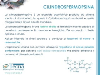 www.tecnalab.it
CILINDROSPERMOPSINA
La cilindrospermopsina è un alcaloide guanidinico prodotto da diverse
specie di cianobatteri; tra queste il Cylindrospermopsis raciborskii è quello
maggiormente diffuso a livello mondiale.
La cilindrospermopsina è una tossina idrofila di dimensioni ridotte capace di
penetrare parzialmente le membrane biologiche. Dà accumulo a livello
epatico e renale.
Agisce inibendo la sintesi proteica e conduce a fenomeni di epato- e
nefrotossicità.
L’esposizione umana può avvenire attraverso l’ingestione di acqua potabile
contaminata, per contatto con acqua ricreazionale ma anche attraverso il
consumo di alimenti contaminati.
 