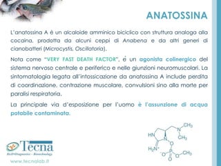 www.tecnalab.it
ANATOSSINA
L’anatossina A è un alcaloide amminico biciclico con struttura analoga alla
cocaina, prodotta da alcuni ceppi di Anabena e da altri generi di
cianobatteri (Microcystis, Oscillatoria).
Nota come “VERY FAST DEATH FACTOR”, è un agonista colinergico del
sistema nervoso centrale e periferico e nelle giunzioni neuromuscolari. La
sintomatologia legata all’intossicazione da anatossina A include perdita
di coordinazione, contrazione muscolare, convulsioni sino alla morte per
paralisi respiratoria.
La principale via d’esposizione per l’uomo è l’assunzione di acqua
potabile contaminata.
 
