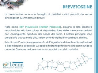 www.tecnalab.it
BREVETOSSINE
Le brevetossine sono una famiglia di polieteri ciclici prodotti da alcuni
dinoflagellati (Gymnodinium breve).
Note come NSP (Neurotoxic Shellfish Poisoning), devono le loro proprietà
neurotossiche alla loro azione di depolarizzazione delle membrane cellulari
con conseguente apertura dei canali del sodio. I sintomi principali sono
paralisi alla bocca e alle dita, rallentamento del battito cardiaco, diarrea.
Il rischio per l’uomo è rappresentato dall’ingestione dei molluschi contaminati
e dall’inalazione di aerosol. Gli episodi finora registrati sono circoscritti lungo le
coste del Centro America e non sono associati a casi di mortalità.
 
