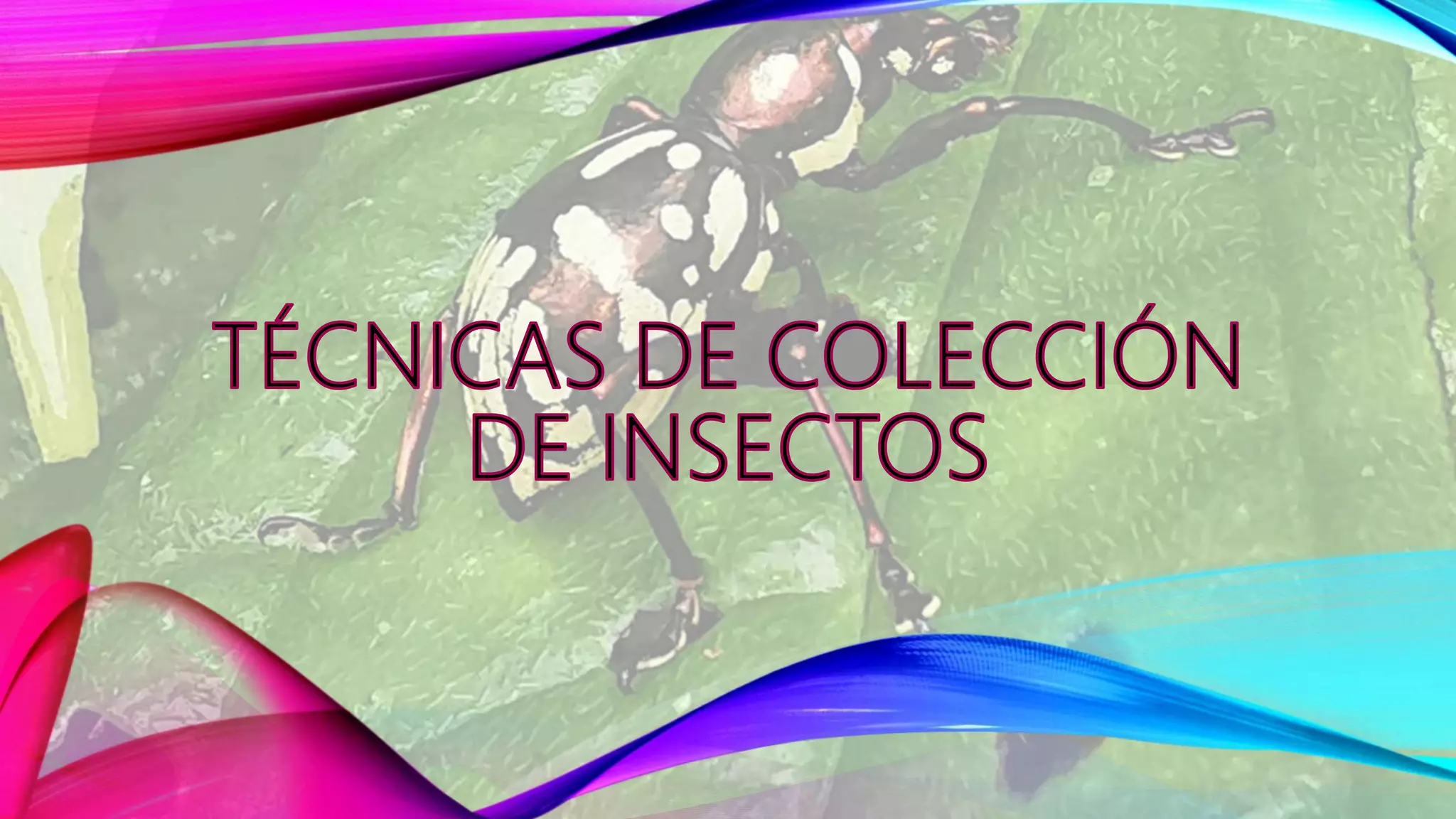 TECNIAS DE COLECCIÓN DE INSECTOS.pptx | Gardening | Home & Garden