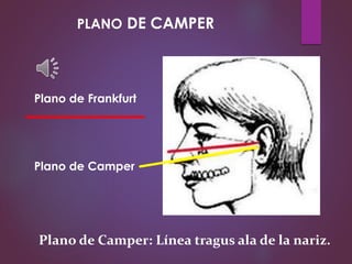 Plano de Camper
Plano de Camper: Línea tragus ala de la nariz.
PLANO DE CAMPER
Plano de Frankfurt
 