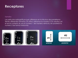 Receptores
Tamaño
Las películas radiográficas que utilizamos en la técnica de paralelismo
tienen diferentes tamaños. En niños utilizamos la número 0. En adultos, en
el sector anterior se usa la numero 1 de manera vertical y en posterior la
numero 2 de forma horizontal.
 