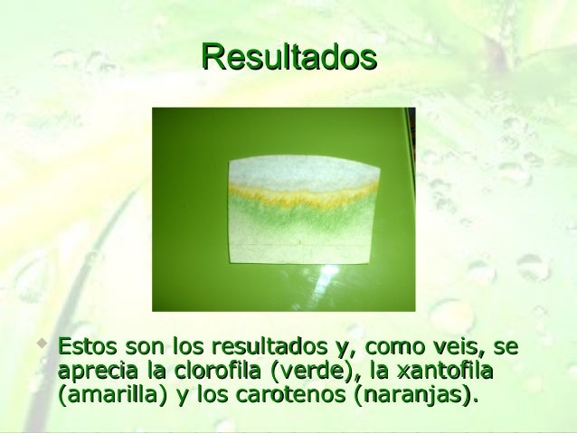 Extracción y separación de pigmentos vegetales