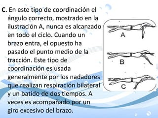 C. En este tipo de coordinación el
ángulo correcto, mostrado en la
ilustración A, nunca es alcanzado
en todo el ciclo. Cuando un
brazo entra, el opuesto ha
pasado el punto medio de la
tracción. Este tipo de
coordinación es usada
generalmente por los nadadores
que realizan respiración bilateral
y un batido de dos tiempos. A
veces es acompañado por un
giro excesivo del brazo.
 