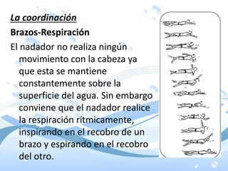 La coordinación
Brazos-Respiración
El nadador no realiza ningún
movimiento con la cabeza ya
que esta se mantiene
constantemente sobre la
superficie del agua. Sin embargo
conviene que el nadador realice
la respiración rítmicamente,
inspirando en el recobro de un
brazo y espirando en el recobro
del otro.
 