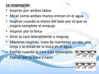 La respiración
• Inspirar por ambos lados.
• Mirar como ambas manos entran en el agua.
• Inspirar cuando la mano del lado por el que se
inspira complete el empuje.
• Inspirar por la boca.
• Girar la cara lateralmente y respirar.
• Mientras respiras, trata de mantener un ojo, una
oreja y la mitad de la boca en el agua.
• Espirar cuando la cara está sumergida.
• Espirar por la boca y nariz.
 