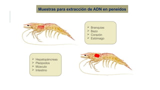 Muestras para extracción de ADN en peneidos
 Branquias
 Bazo
 Corazón
 Estómago
 Hepatopáncreas
 Pleópodos
 Músculo
 Intestino
 