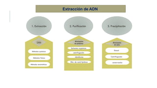 Extracción de ADN
1. Extracción 2. Purificación 3. Precipitación
Lisis
Métodos químicos
Métodos físicos
Métodos enzimáticos
Eliminación
de proteínas
Solventes orgánicos
centrifugación
cloroformo
Elim. de resid lipídicos
Eliminación
de sales
Etanol
Centrifugación
conservación
 