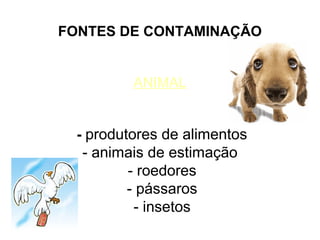 FONTES DE CONTAMINAÇÃO
ANIMAL
- produtores de alimentos

- animais de estimação
- roedores
- pássaros
- insetos

 