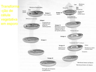 Transforma
-ção de
célula
vegetativa
em esporo

 